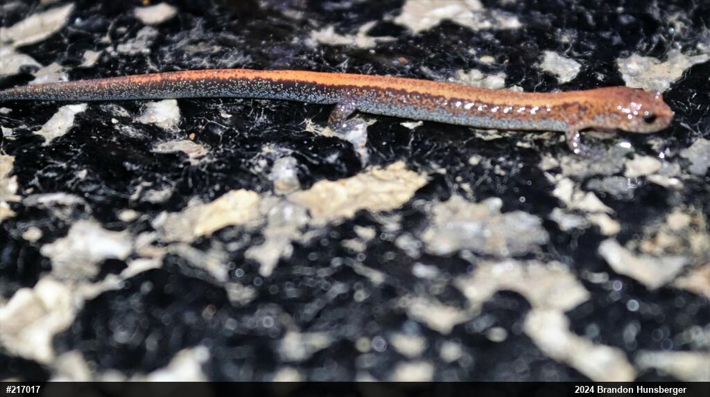 Eastern Red-backed  Salamander