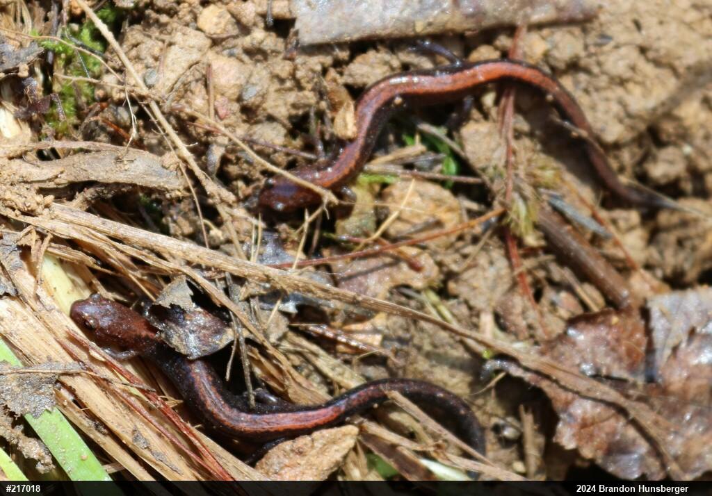Eastern Red-backed  Salamander