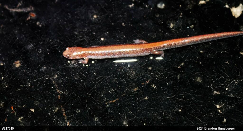 Eastern Red-backed  Salamander