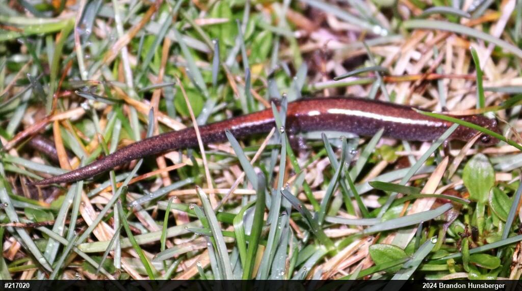 Eastern Red-backed  Salamander
