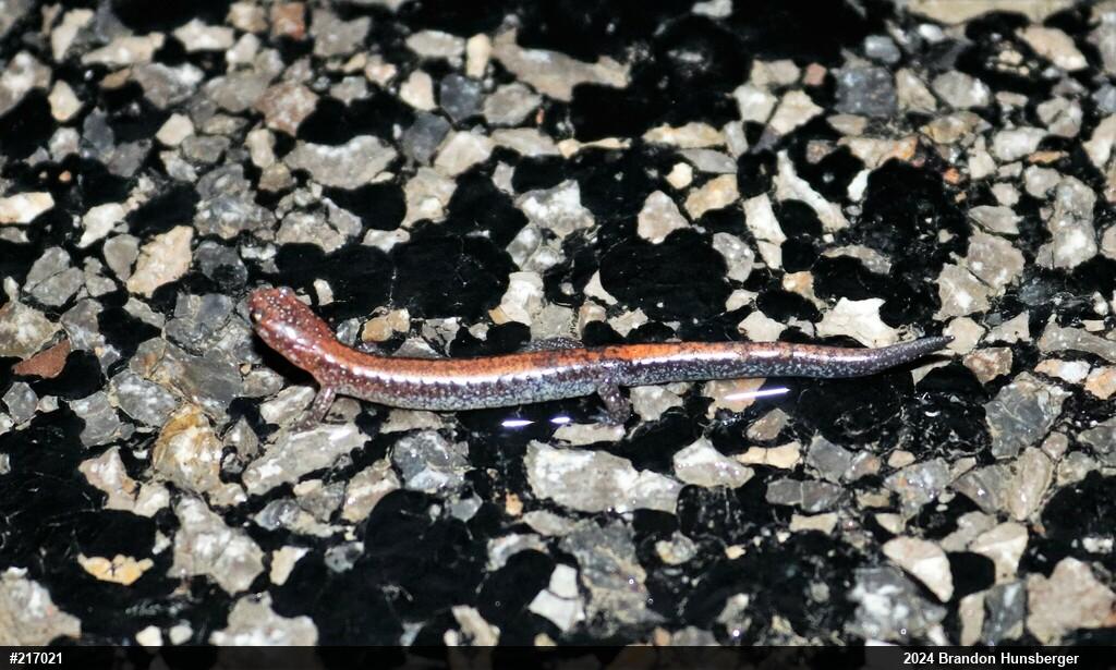 Eastern Red-backed  Salamander
