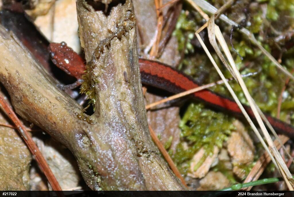 Eastern Red-backed  Salamander