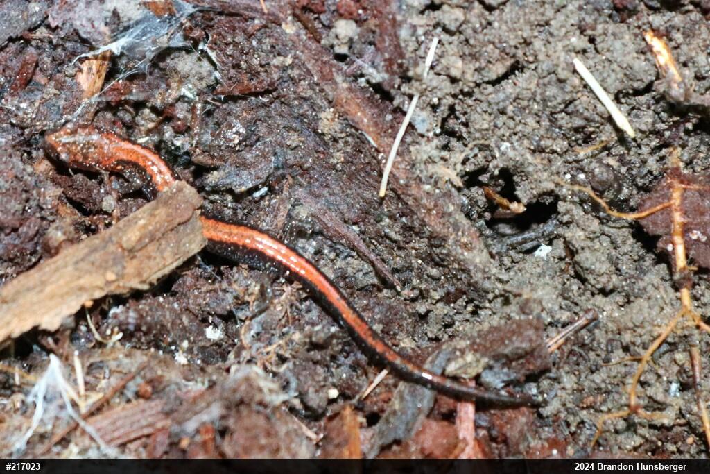 Eastern Red-backed  Salamander