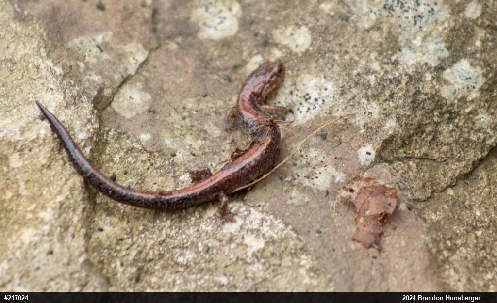 Eastern Red-backed  Salamander