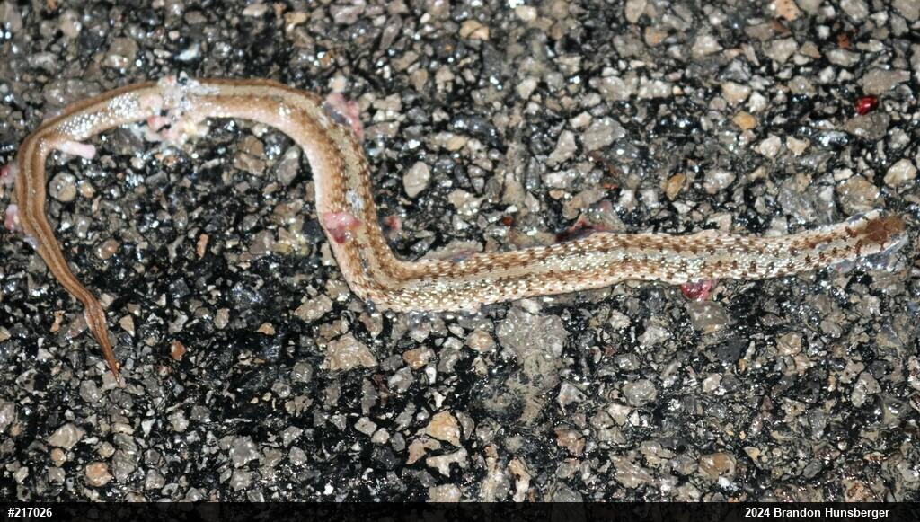 Dekay's Brownsnake
