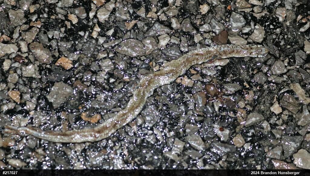 Dekay's Brownsnake