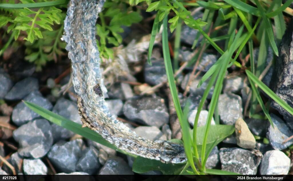 Dekay's Brownsnake