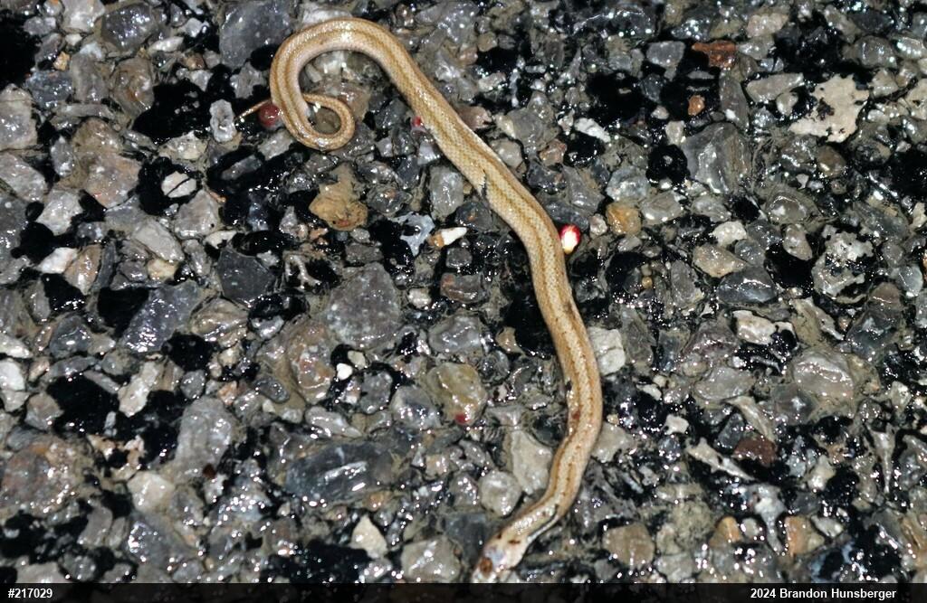 Dekay's Brownsnake