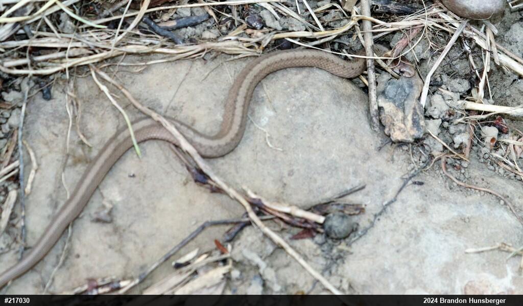 Dekay's Brownsnake