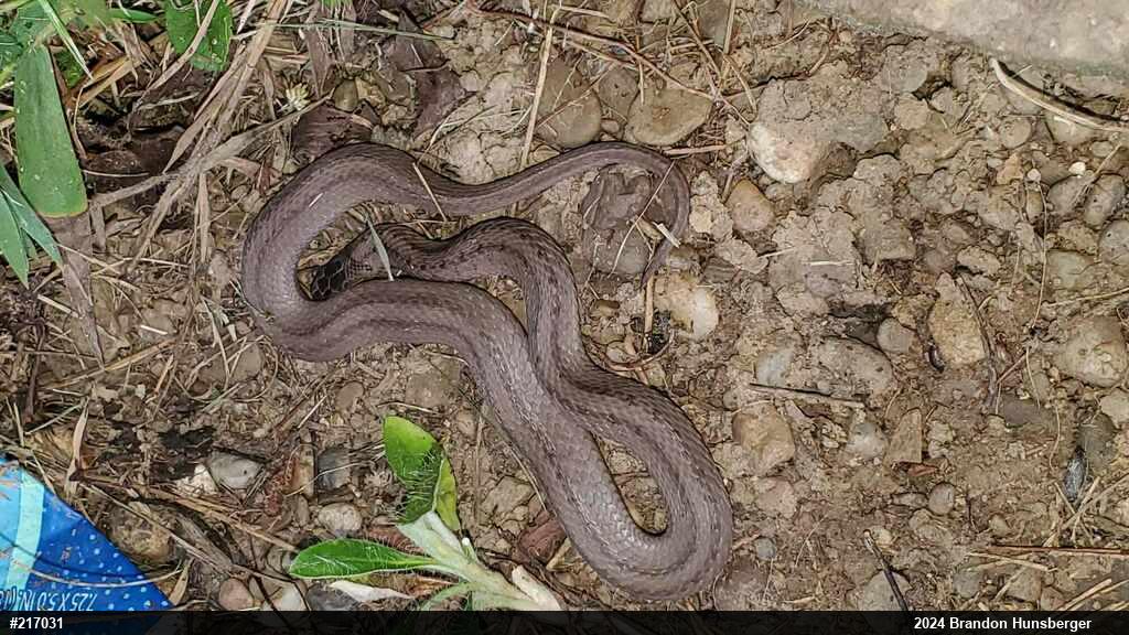 Dekay's Brownsnake