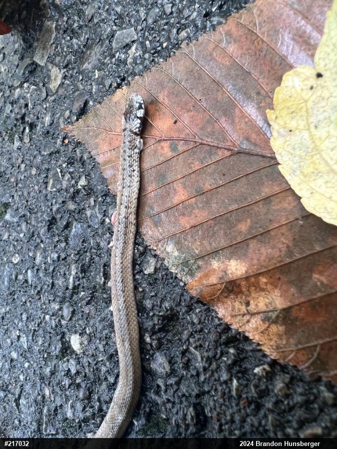 Dekay's Brownsnake