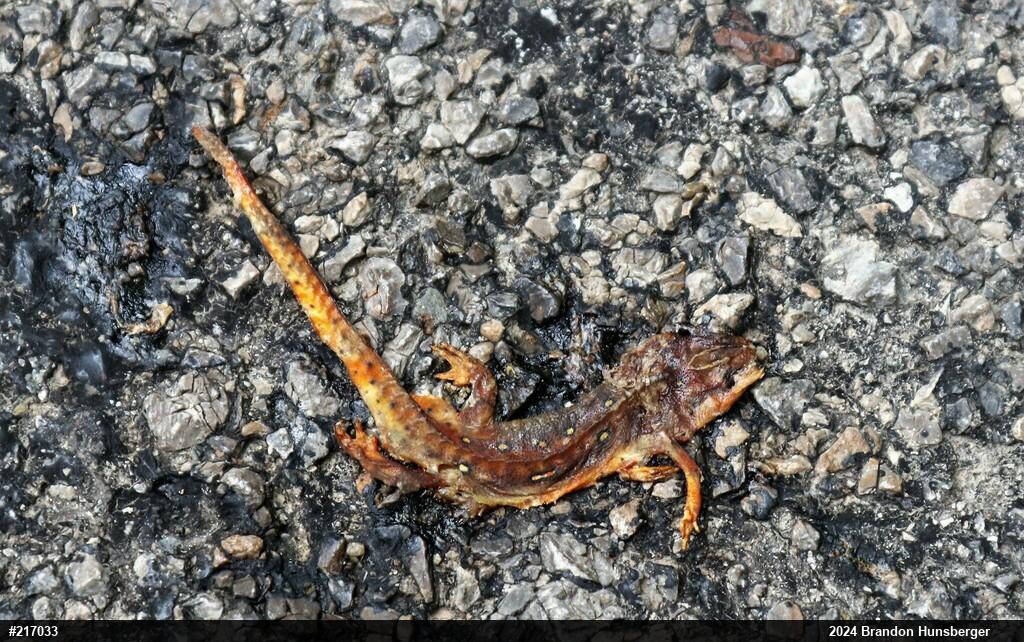 Red-spotted Newt