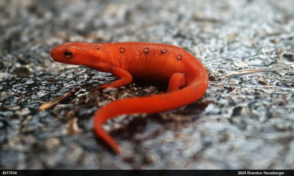 Red-spotted Newt
