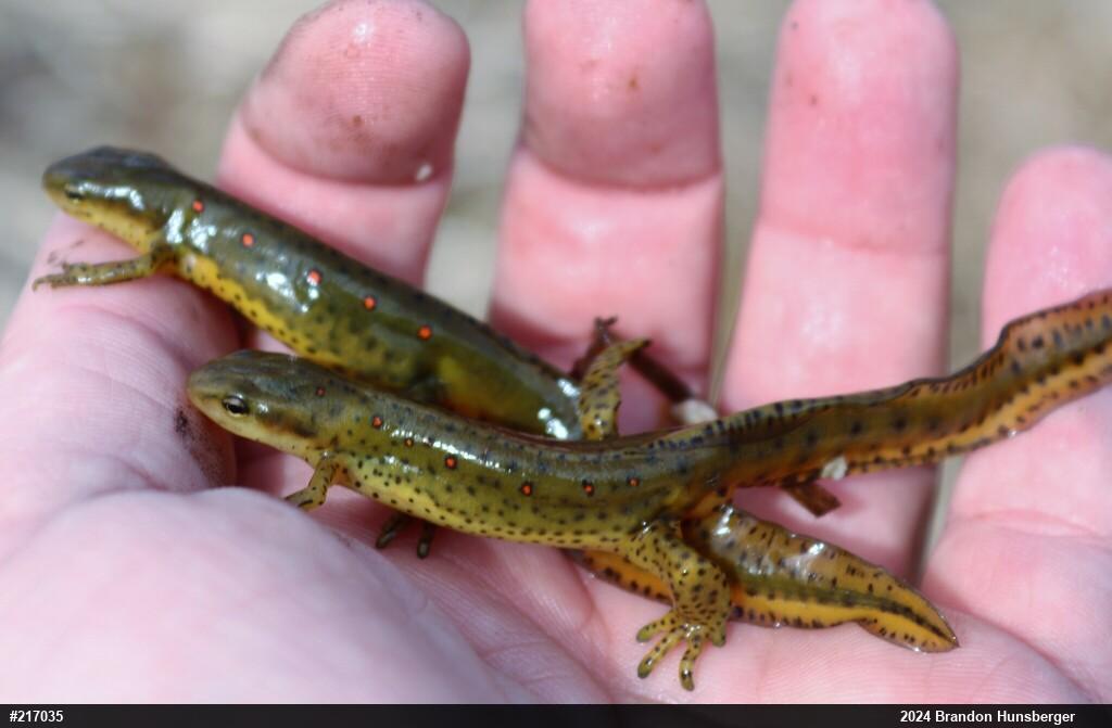 Red-spotted Newt