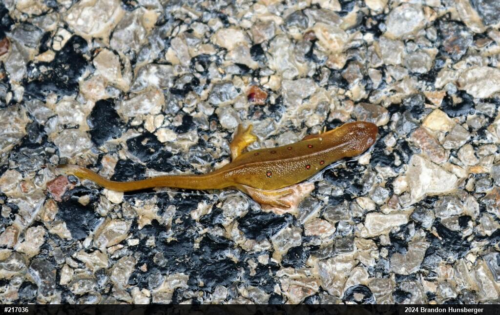 Red-spotted Newt
