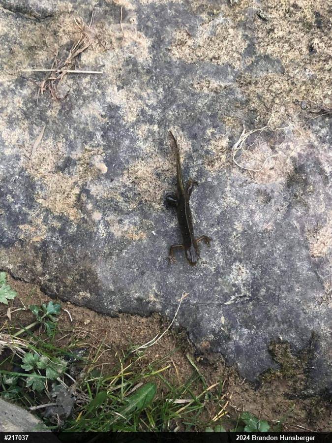 Red-spotted Newt