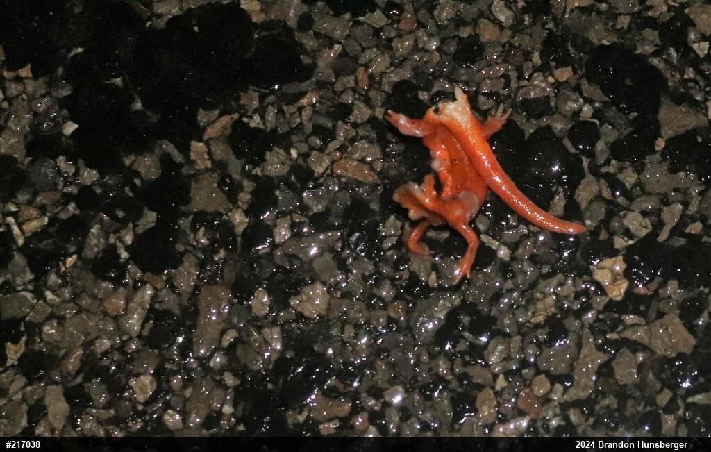 Red-spotted Newt