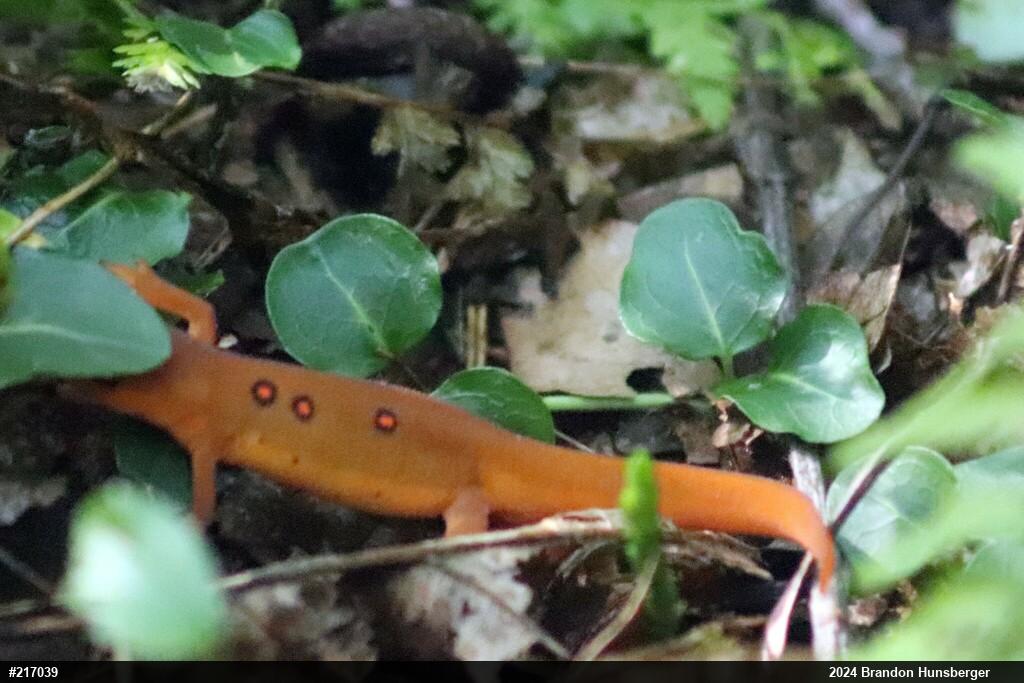 Red-spotted Newt