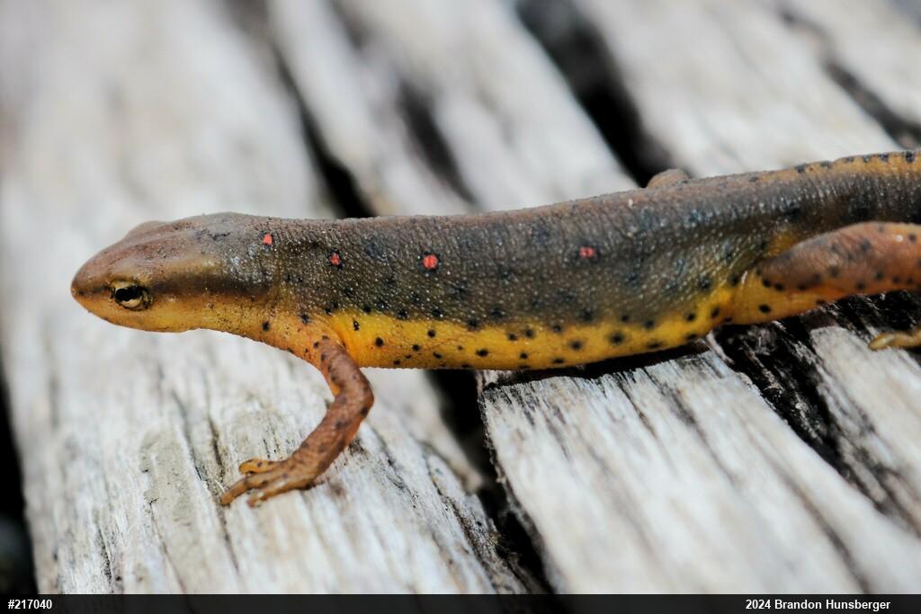 Red-spotted Newt