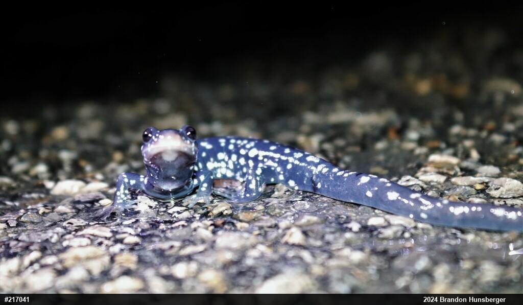 Northern Slimy Salamander