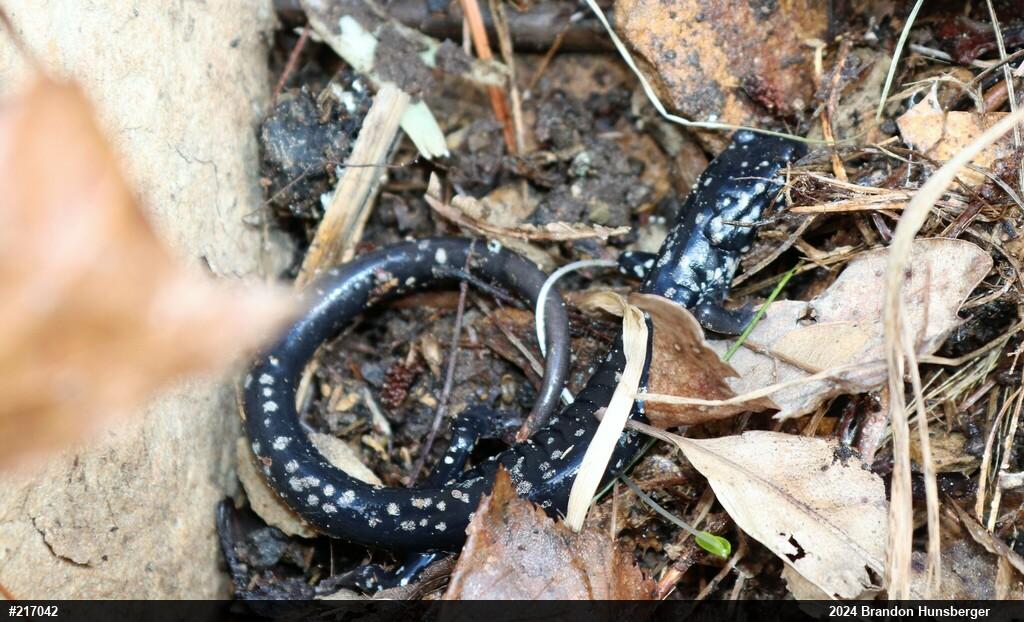 Northern Slimy Salamander