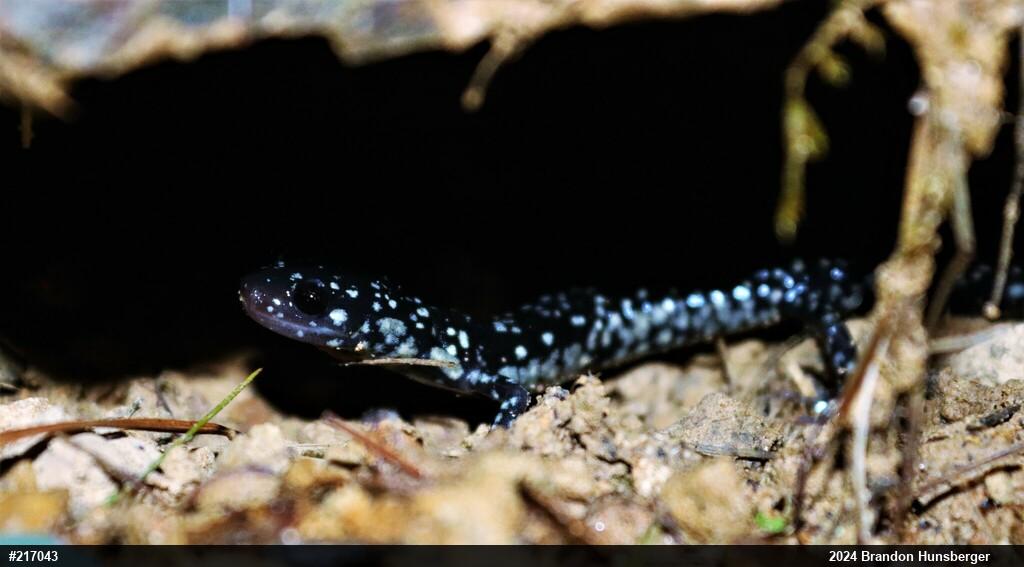 Northern Slimy Salamander