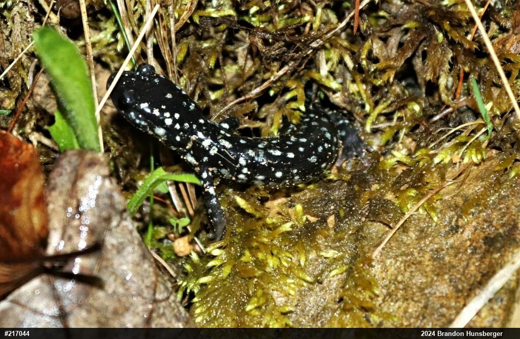 Northern Slimy Salamander
