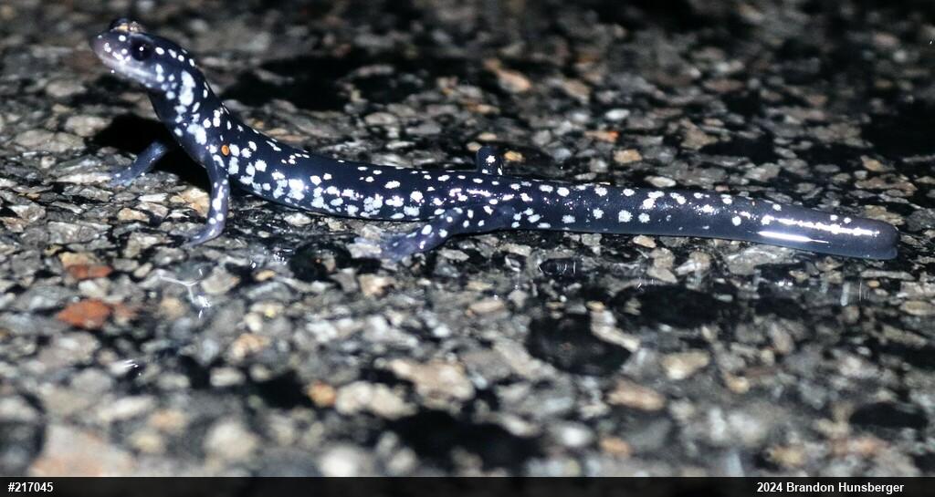 Northern Slimy Salamander