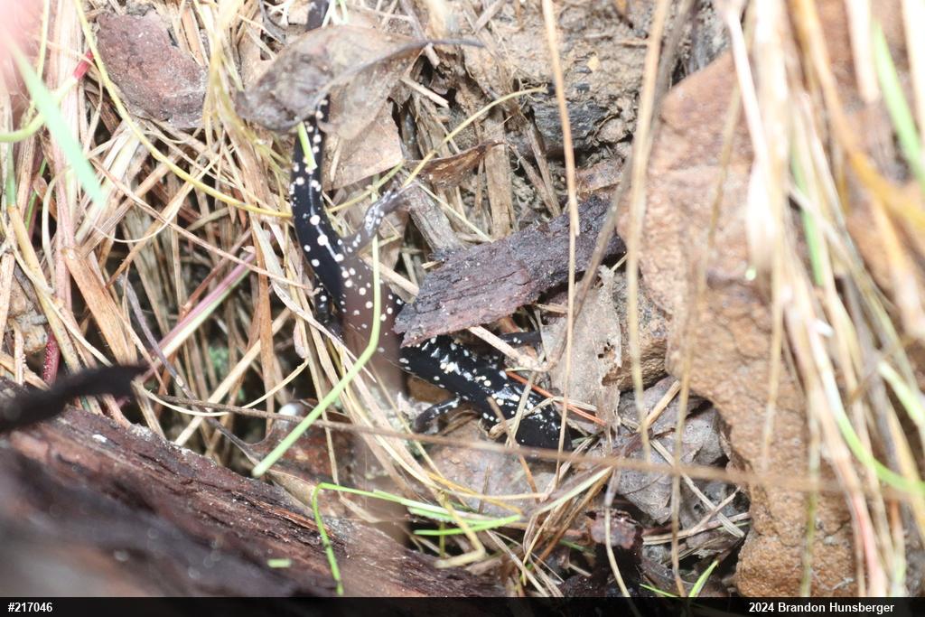 Northern Slimy Salamander
