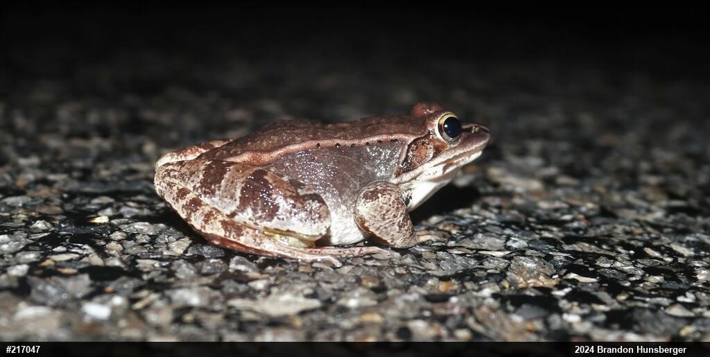 Wood Frog