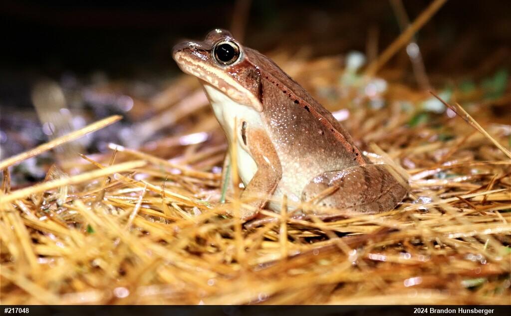 Wood Frog