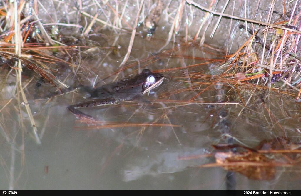 Wood Frog