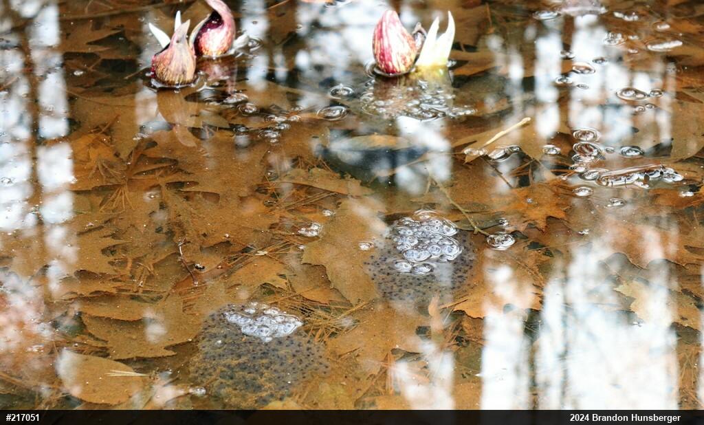 Wood Frog