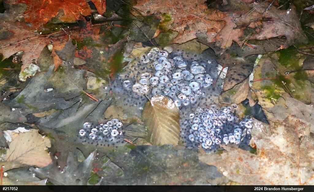 Wood Frog