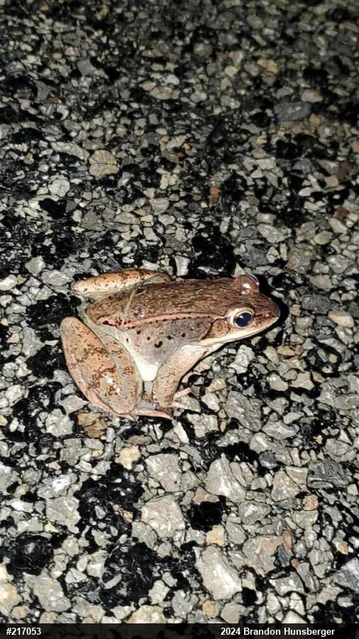 Wood Frog