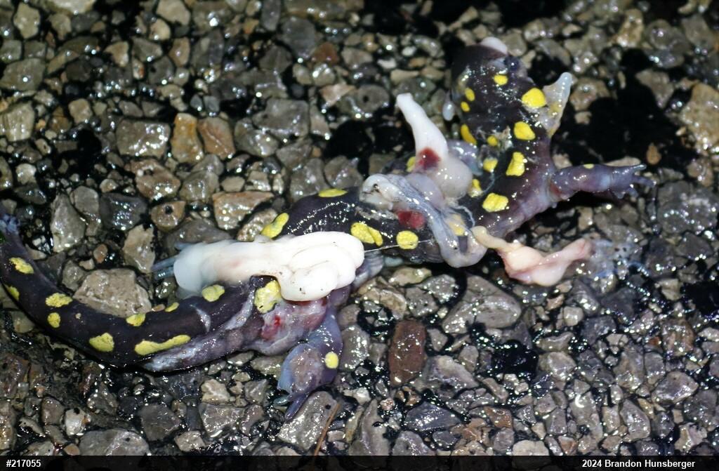 Spotted Salamander