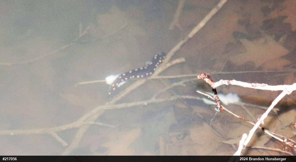 Spotted Salamander