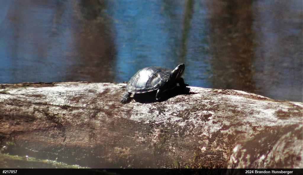 Painted Turtle