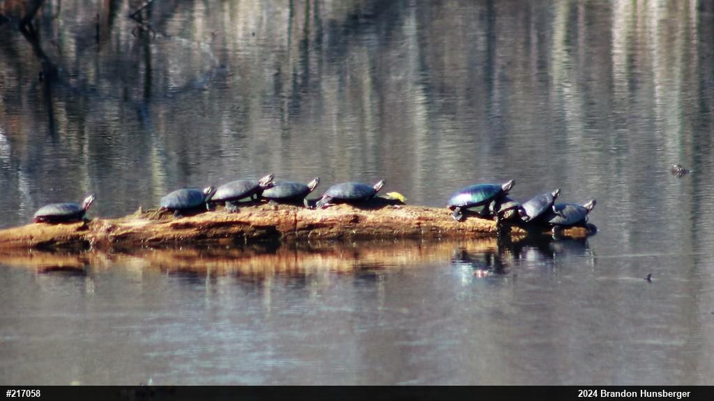 Midland Painted Turtle