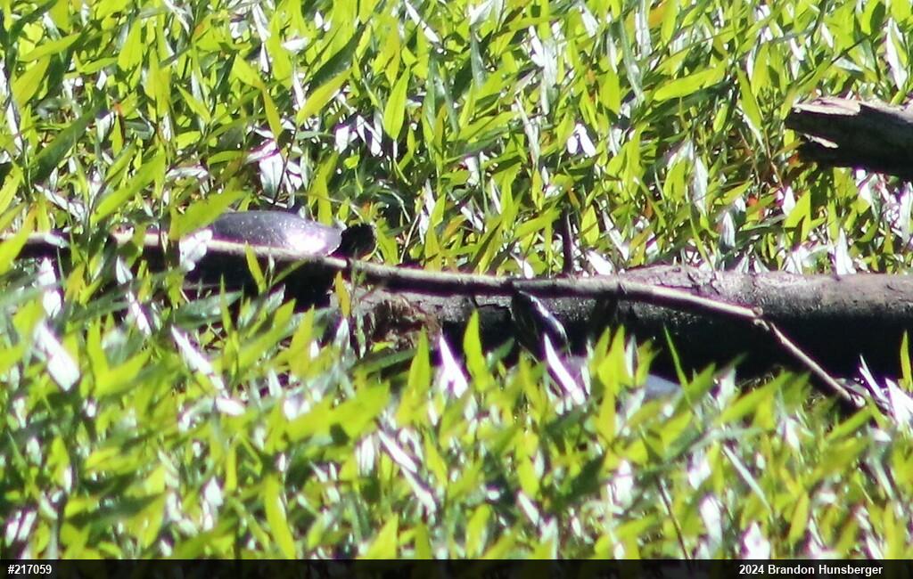 Midland Painted Turtle