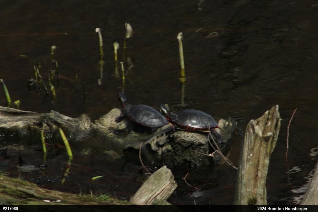 Midland Painted Turtle