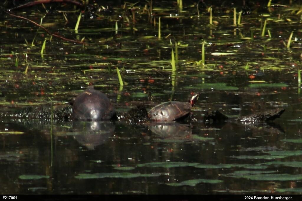Midland Painted Turtle