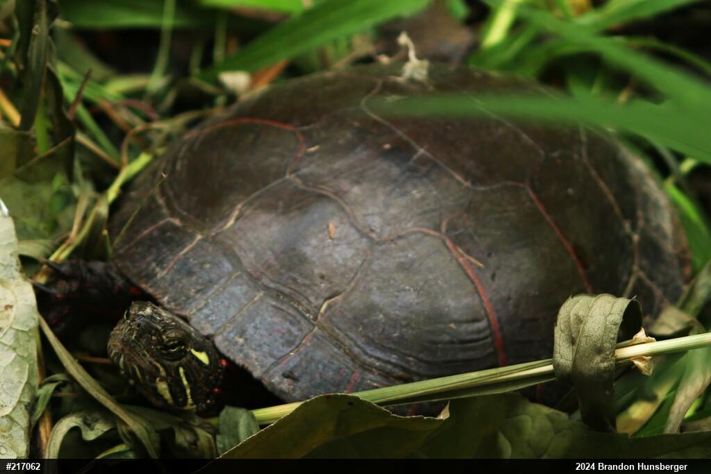 Midland Painted Turtle