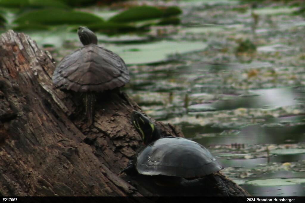 Midland Painted Turtle