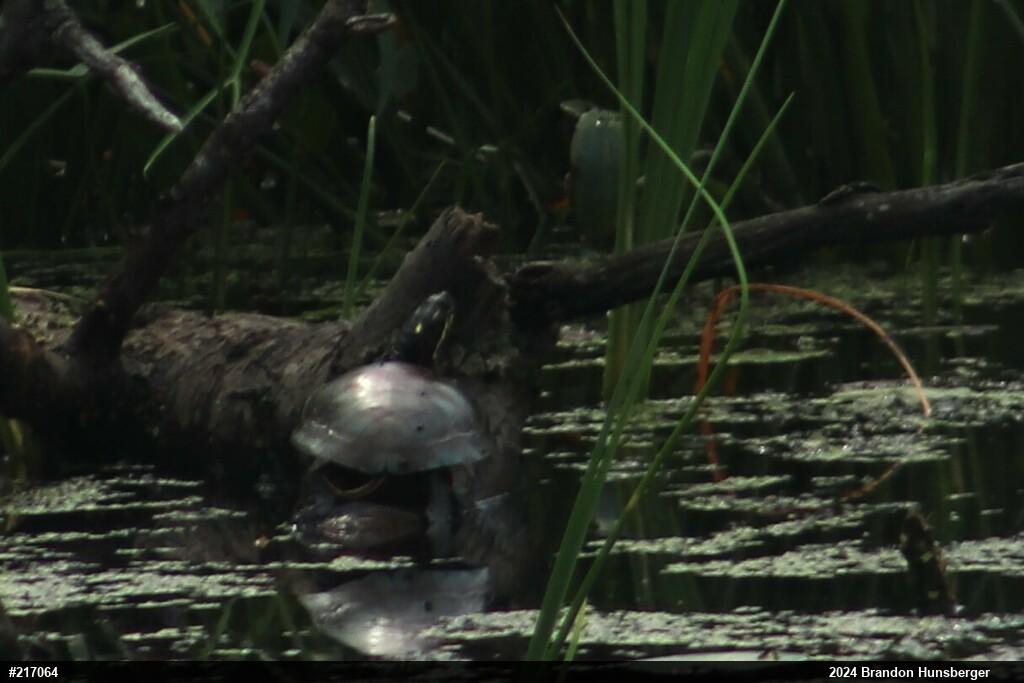 Painted Turtle