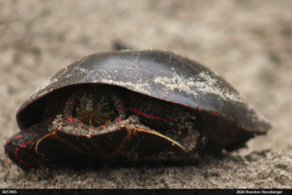 Painted Turtle