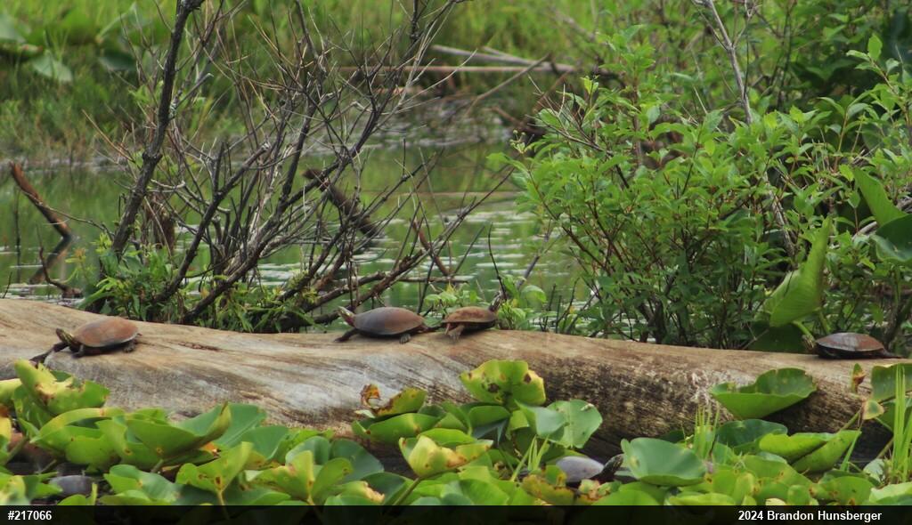 Midland Painted Turtle