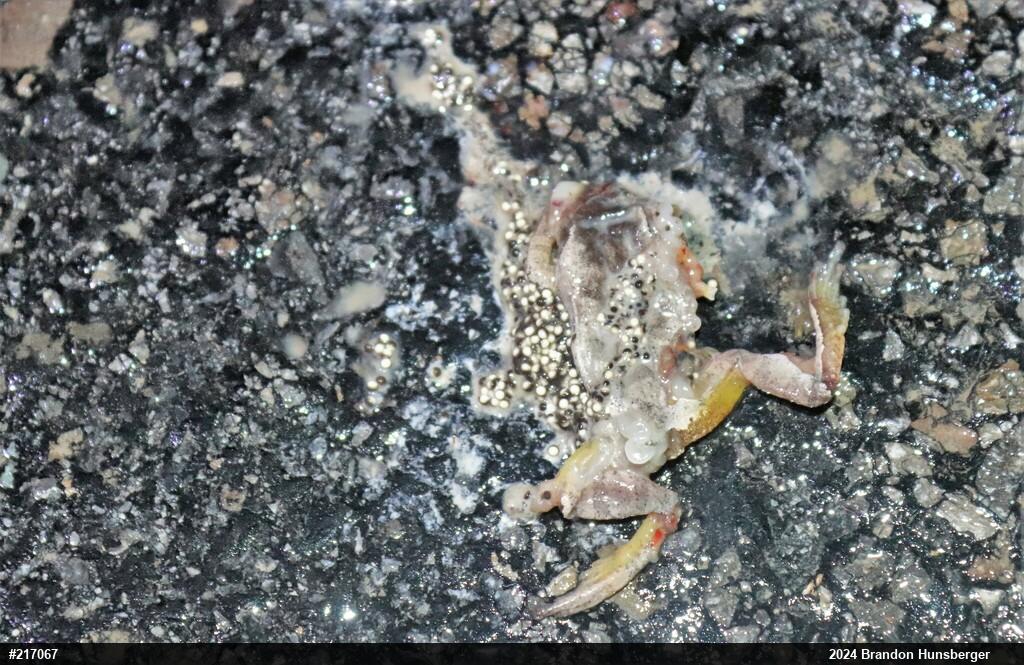 Spring Peeper