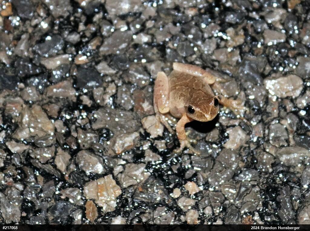Spring Peeper