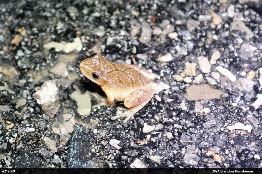 Spring Peeper